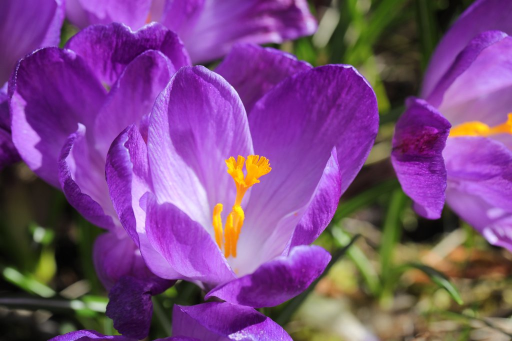 574A3561.JPG -  Crocus  ( Krokus )