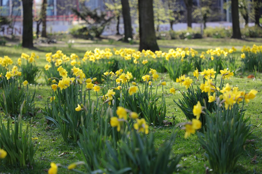 574A3591.JPG -  Daffodils  ( Osterglocken )