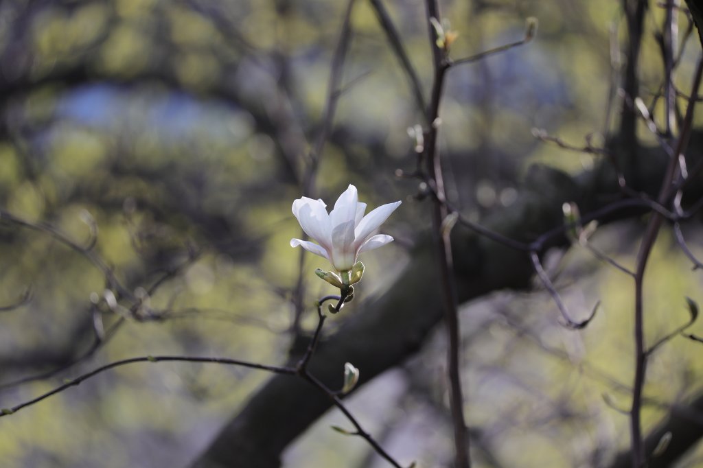 574A3597.JPG -  Magnolia  ( Magnolie )