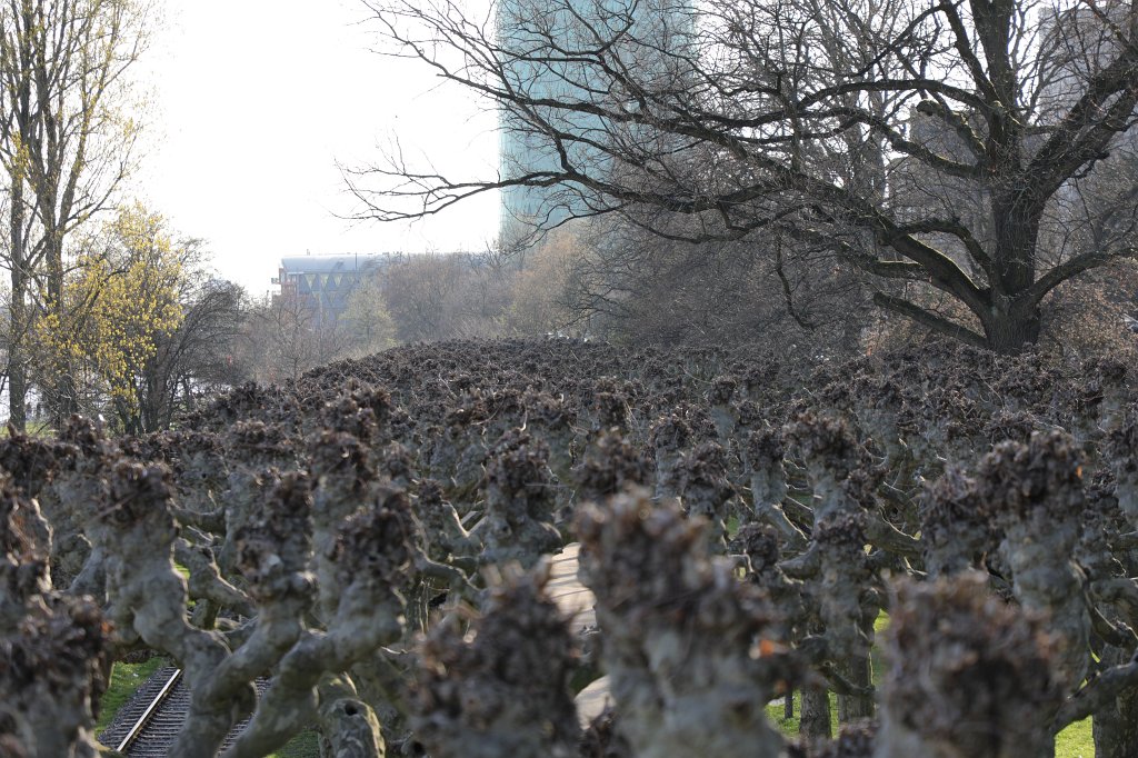 574A3628.JPG - Tree top view