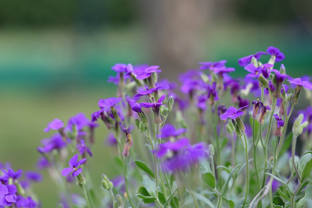 574A4011.JPG -  Aubretia  ( Blaukissen )