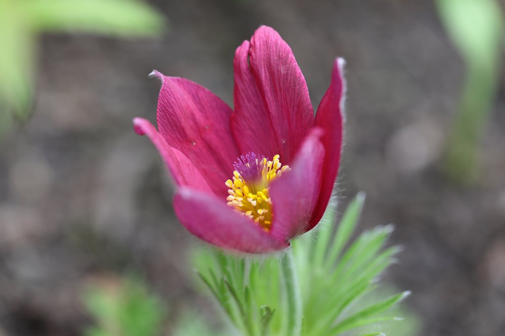 574A4020.JPG -  Pulsatilla  ( Kuhschelle )