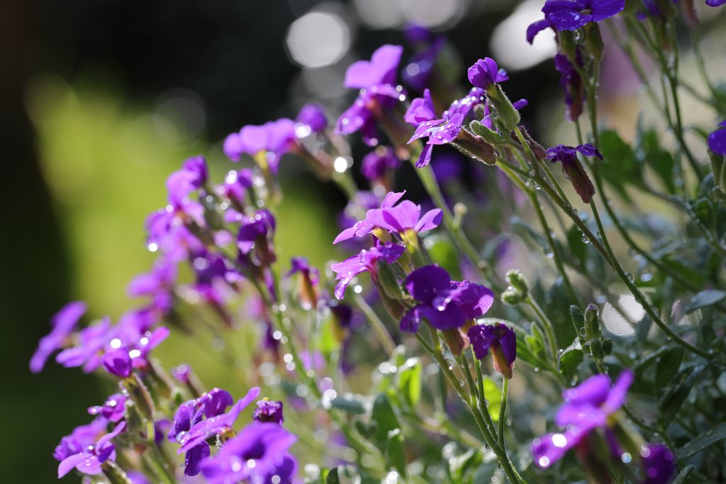 574A4045.JPG -  Aubretia  ( Blaukissen )