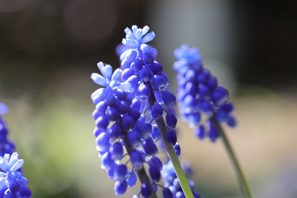574A4077.JPG -  Grape hyacinth  ( Traubenhyazinthe )