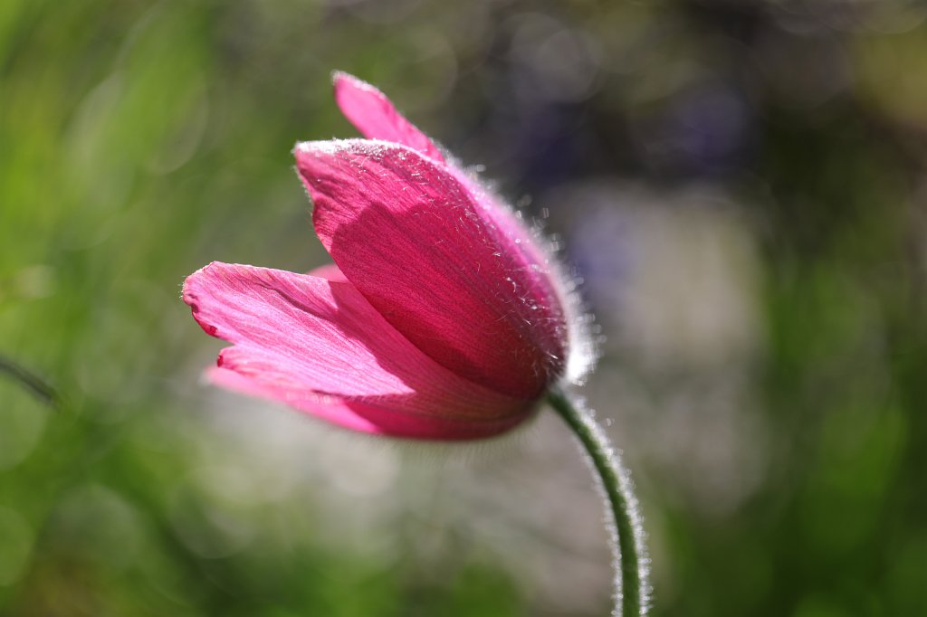 574A4098.JPG -  Pulsatilla  ( Kuhschelle )