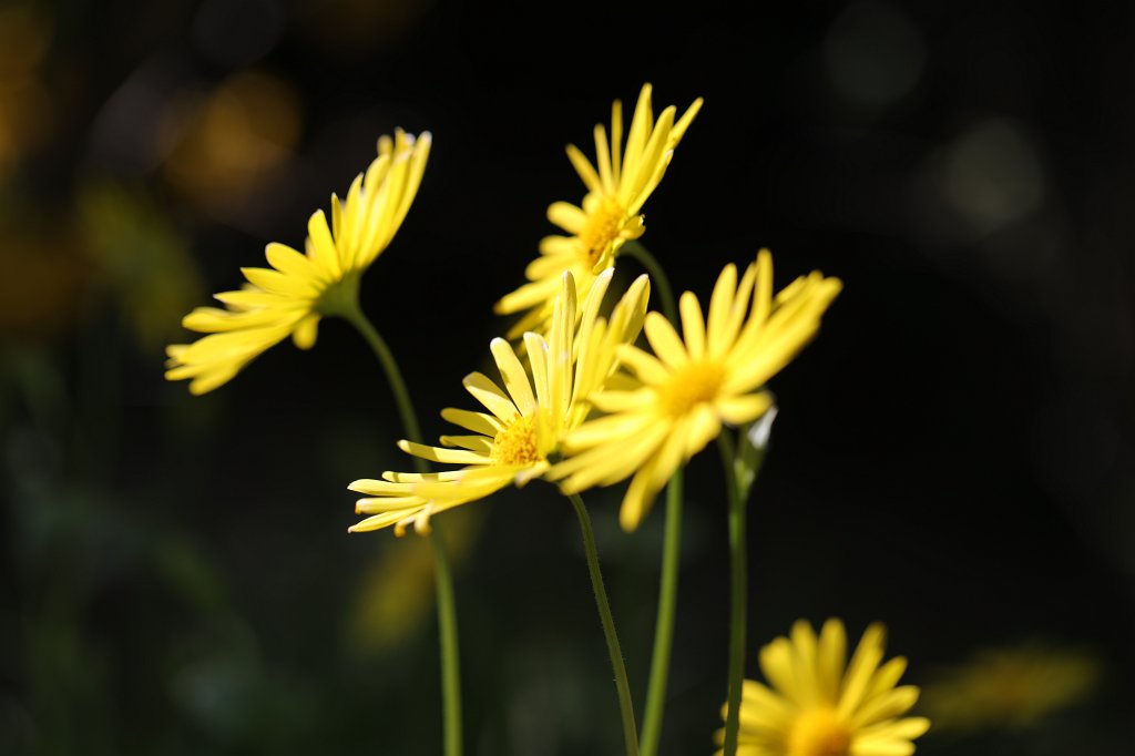 574A4103.JPG -  Doronicum  ( Gämswurz )