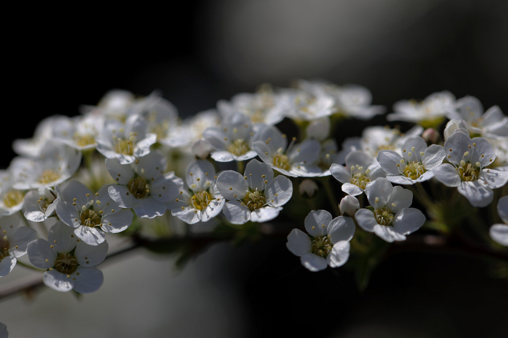 574A4106_c.jpg -  Spiraea  ( Spierstrauch )
