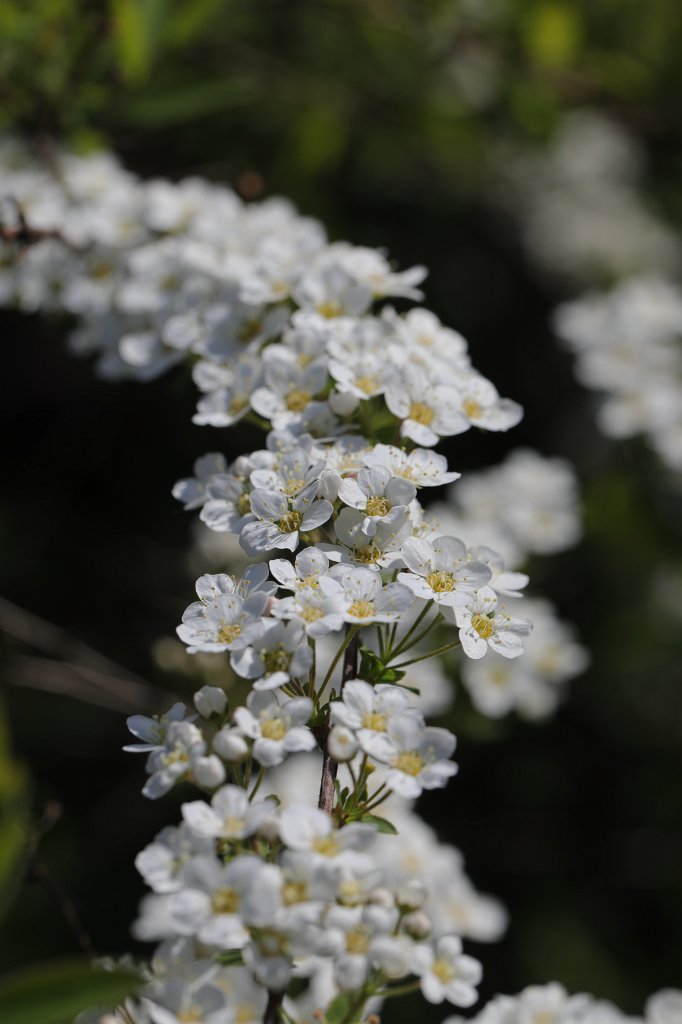 574A4109.JPG -  Spiraea  ( Spierstrauch )