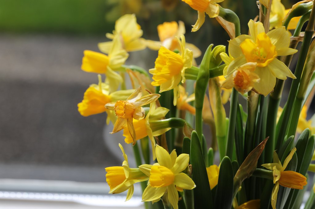 574A4435.JPG -  Daffodils  ( Osterglocken )