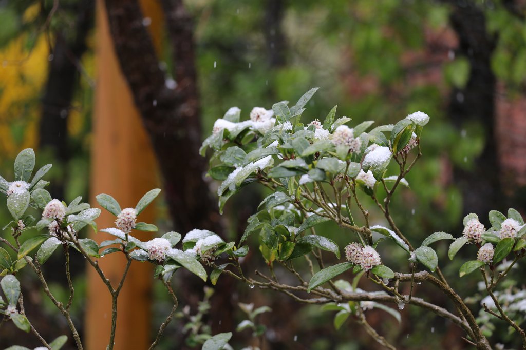 574A4449.JPG - Snow at Easter on  Skimmia Japonica  (Schnee an Ostern auf  Skimmia japonica )