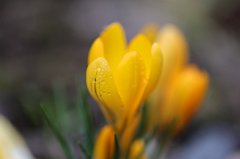 Crocus