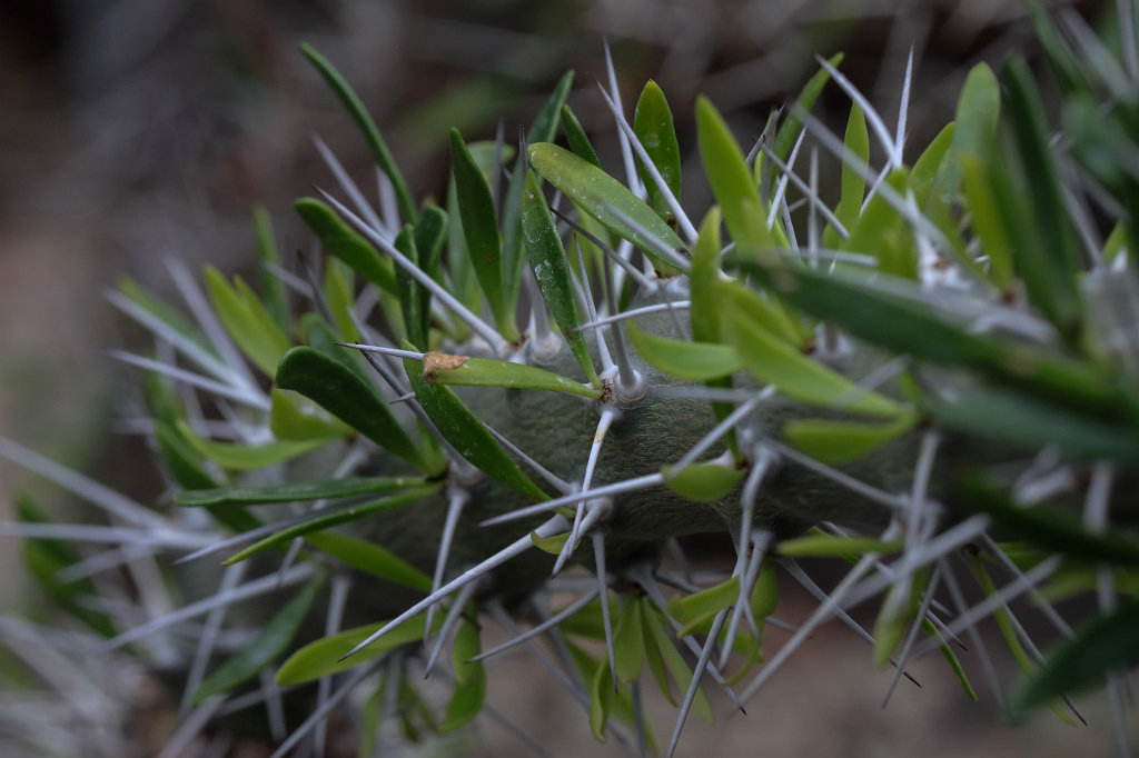 574A4485_c.jpg - Pachypodium (Dickfuß)