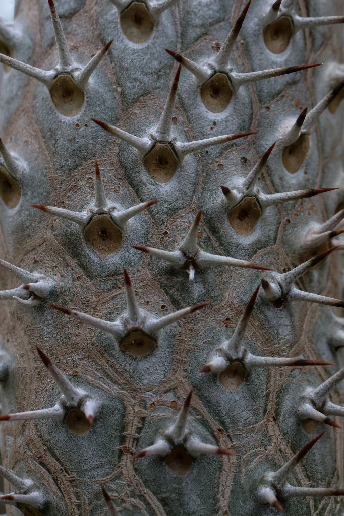 574A4491_c1.jpg - Pachypodium (Dickfuß)