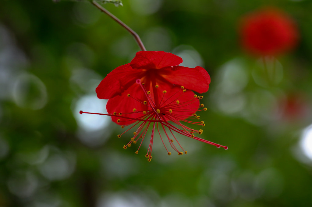 574A4521_c.jpg -  Hibiscus   grandidieri  Baill. (Red Chinese Lantern)