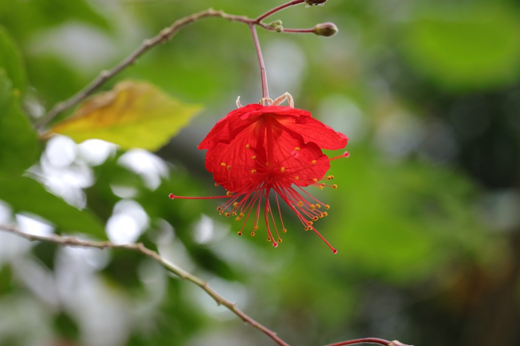 574A4525.JPG -  Hibiscus   grandidieri  Baill. (Red Chinese Lantern)