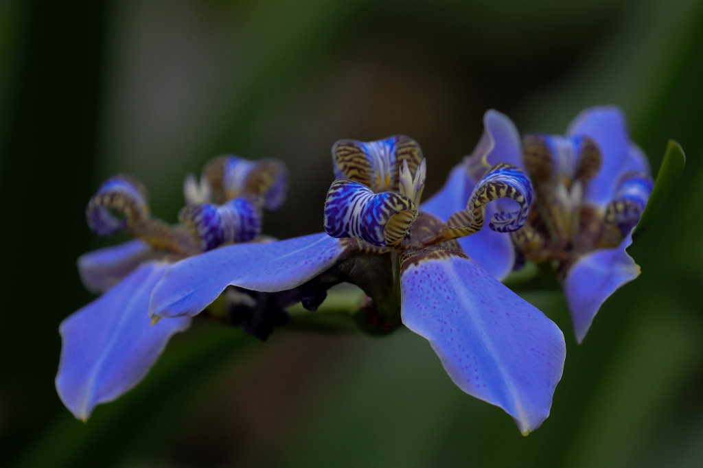 574A4531_c1.jpg -  Iris  ( Schwertlilie )