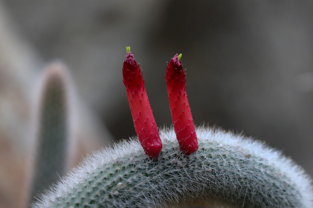 574A4534_c.jpg - Cactus flowers
