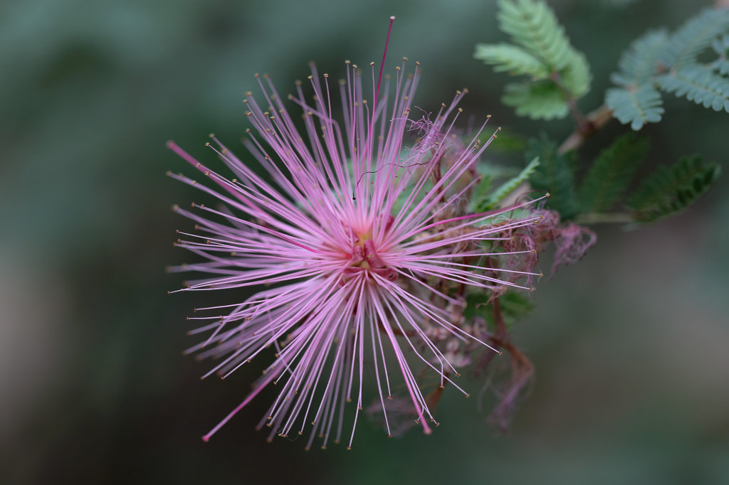 574A4554_c.jpg -  Fairy duster 