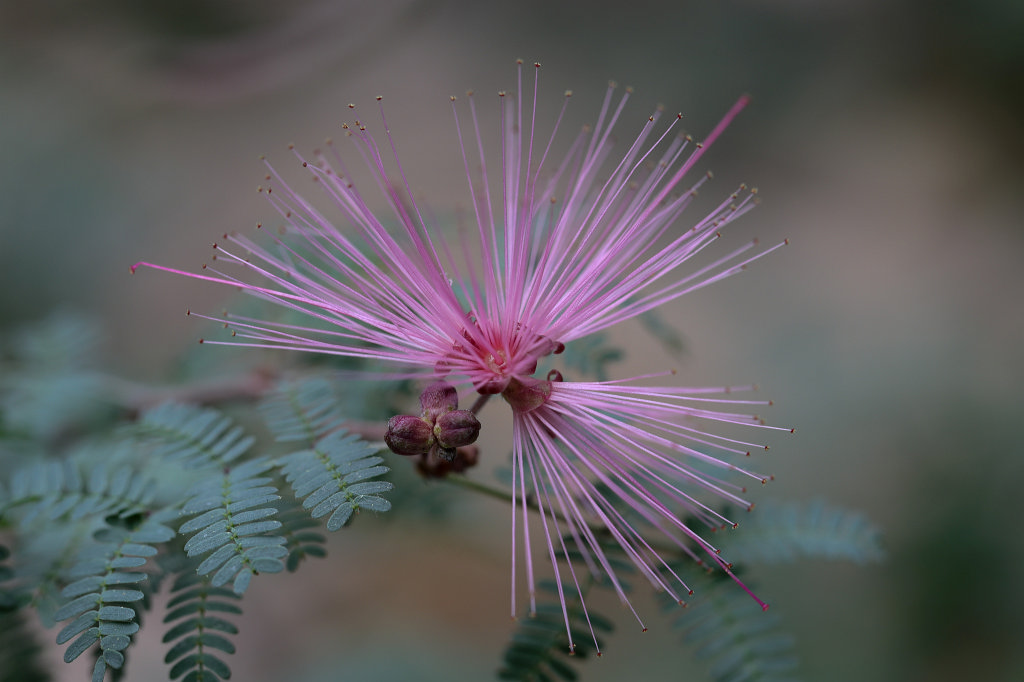 574A4555_c.jpg -  Fairy duster 