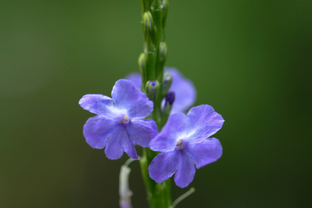 574A4564_c.jpg -  Stachytarpheta jamaicensis 