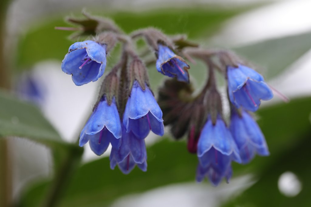 574A4622.JPG - Flower in the  Palmengarten  in  Frankfurt 