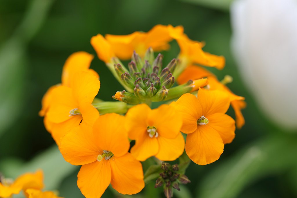 574A4651_c.jpg - Flower in the  Palmengarten  in  Frankfurt 