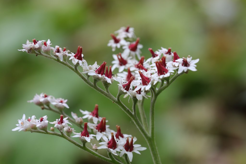 574A4673.JPG - Flower in the  Palmengarten  in  Frankfurt 