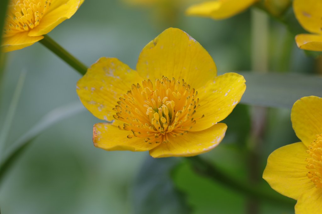 574A4676.JPG -  Caltha palustris  ( Sumpfdotterblume )