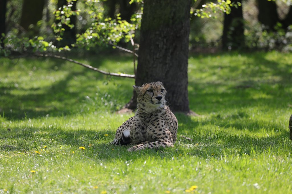 574A4720.JPG -  Cheetah  ( Gepard )