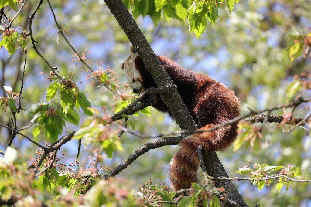 574A4727.JPG -  Red panda  ( Kleiner Panda )