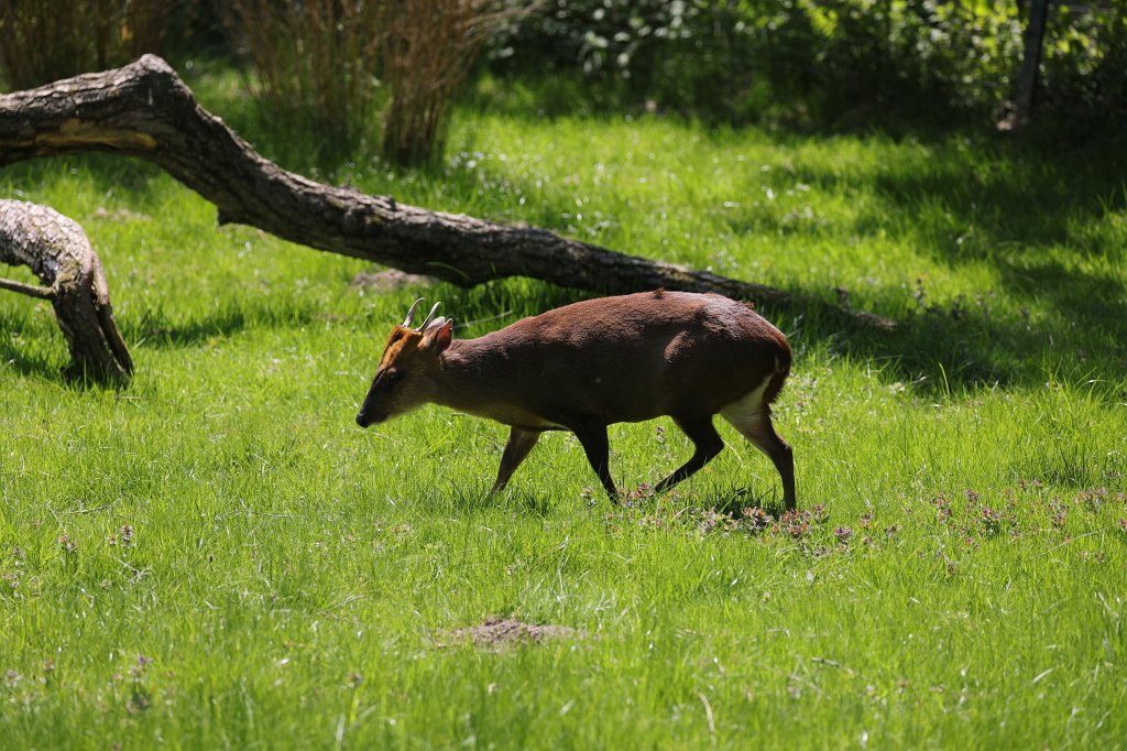 574A4766.JPG -  Reeves's muntjac  ( Chinesischer Muntjak )