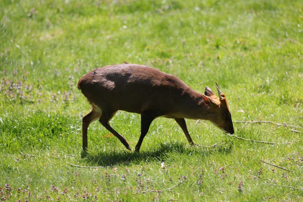 574A4777.JPG -  Reeves's muntjac  ( Chinesischer Muntjak )