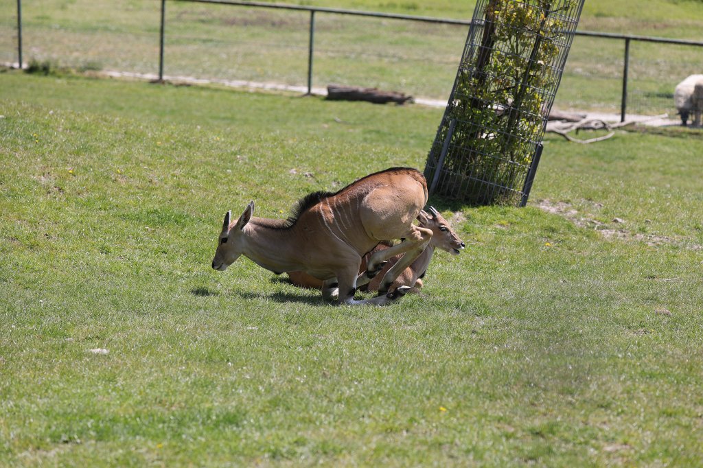 574A4781.JPG -  Common eland  ( Elenantilope )