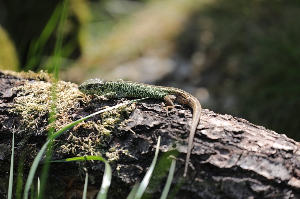574A4823.JPG -  Sand lizard  ( Zauneidechse )