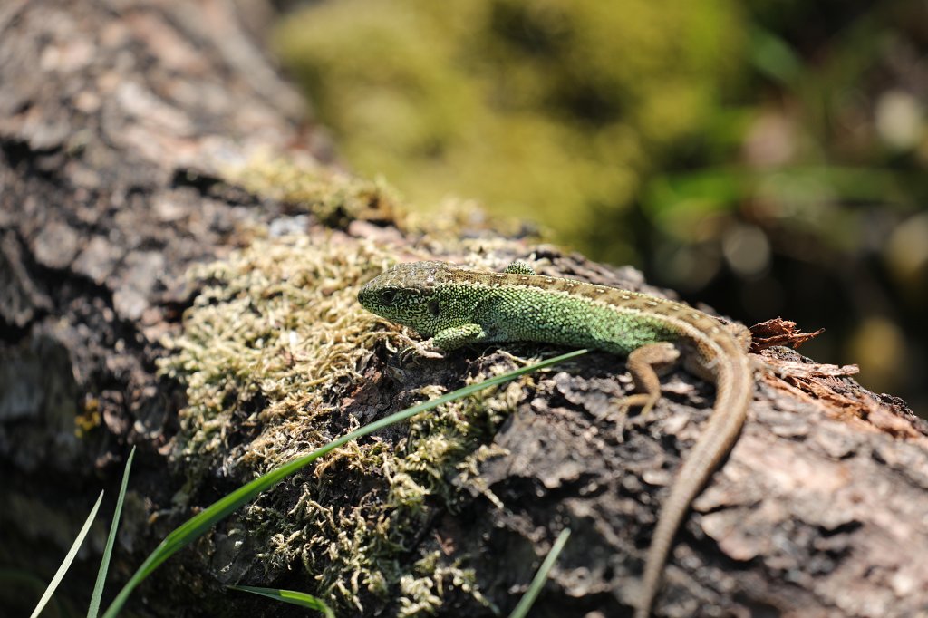 574A4826.JPG -  Sand lizard  ( Zauneidechse )