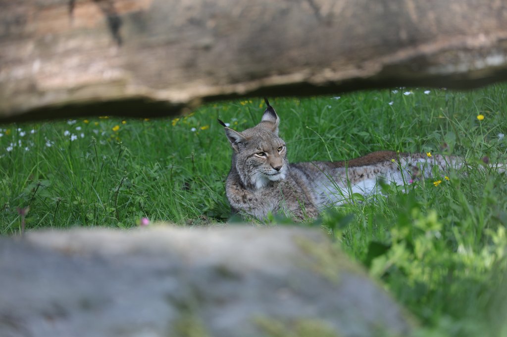 574A4862.JPG -  Eurasian lynx  ( Eurasischer Luchs )