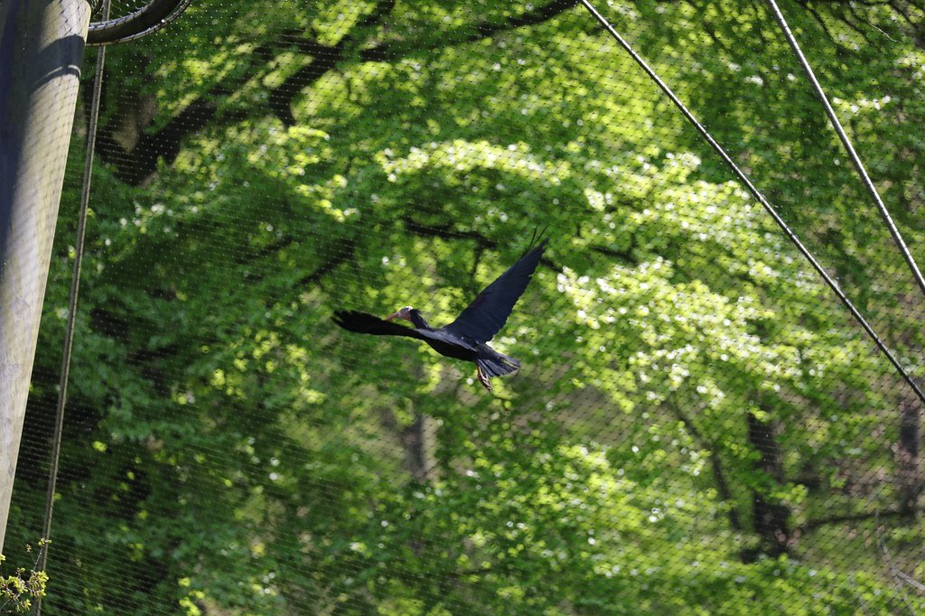 574A4876.JPG -  Northern bald ibis  ( Waldrapp )