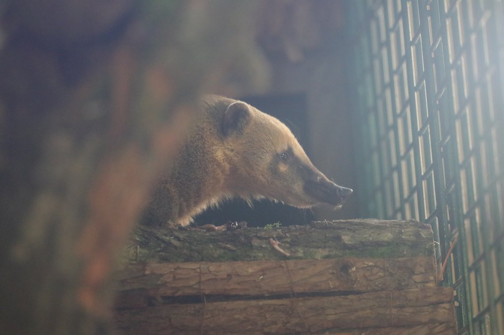574A4883.JPG -  South American coati  ( Südamerikanischer Nasenbär )