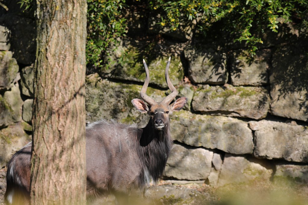 574A4908.JPG -  Nyala  ( Flachland-Nyala )