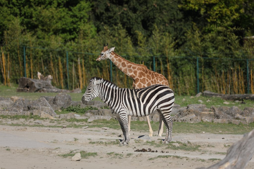 574A4930.JPG -  Grant's zebra  ( Böhm-Zebra )