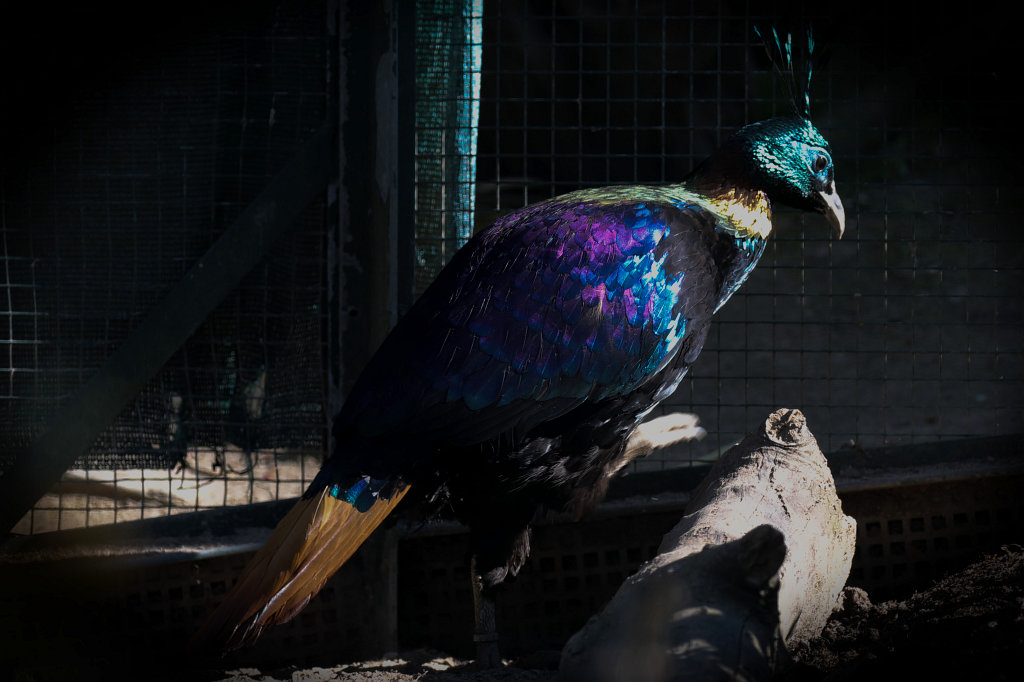 574A4937_c.jpg -  Himalayan monal  ( Himalaya-Glanzfasan )