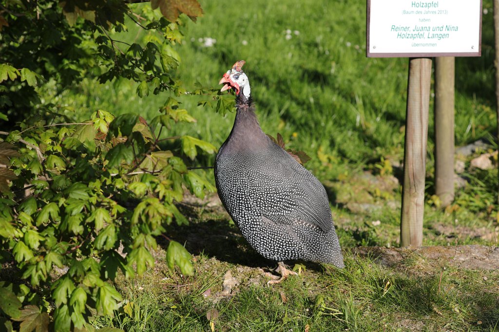 574A5002.JPG -  Helmeted guineafowl  ( Helmperlhuhn )