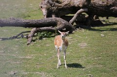 Blackbuck