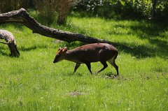 Muntjac