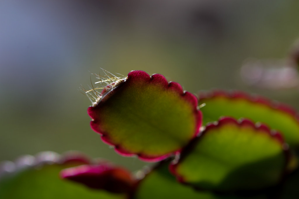574A4681_c.jpg - Cactus leaves