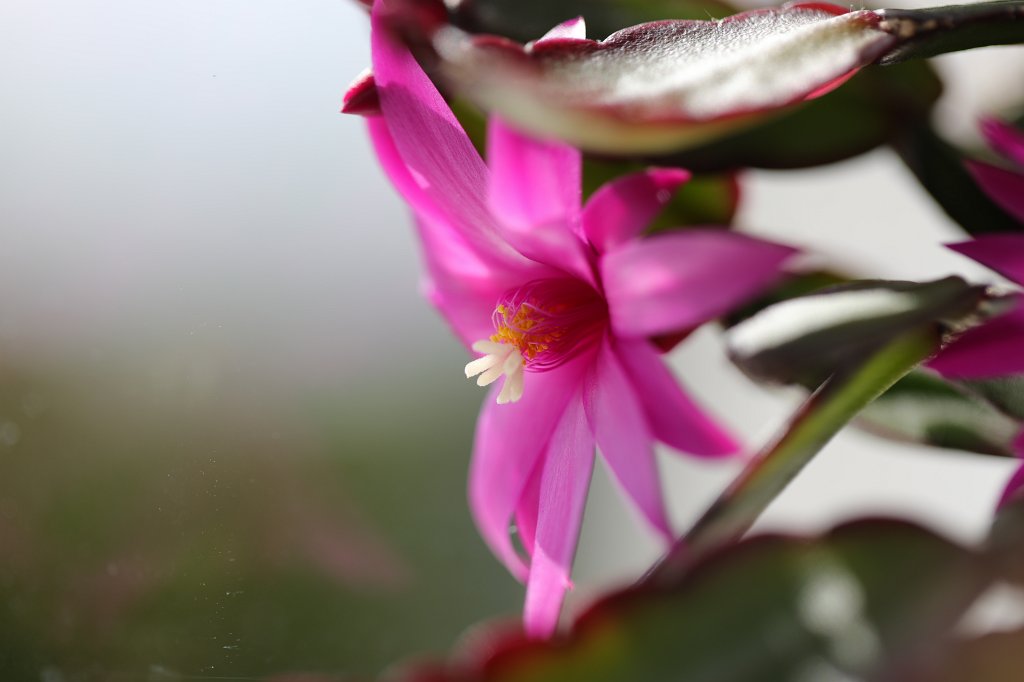 574A5045.JPG - Cactus flower