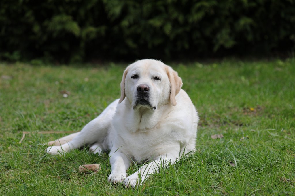 574A5059.JPG - Neighbours dog Luna