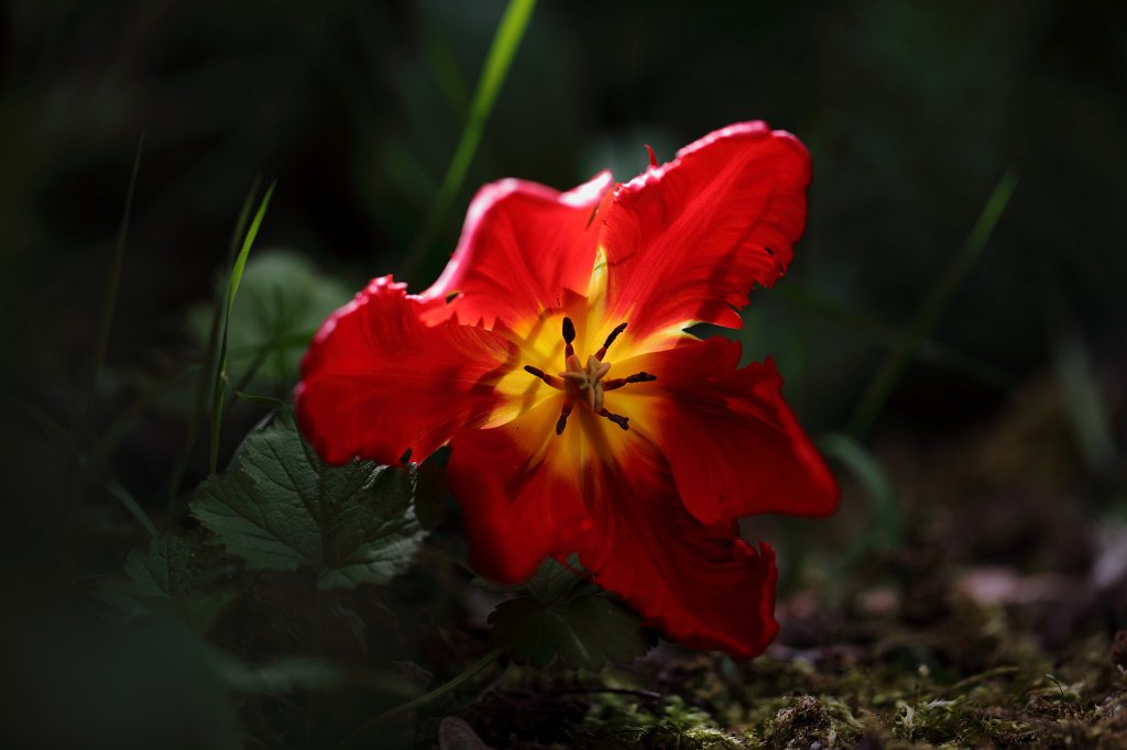 574A5071_c.JPG -  Tulip  ( Tulpe )