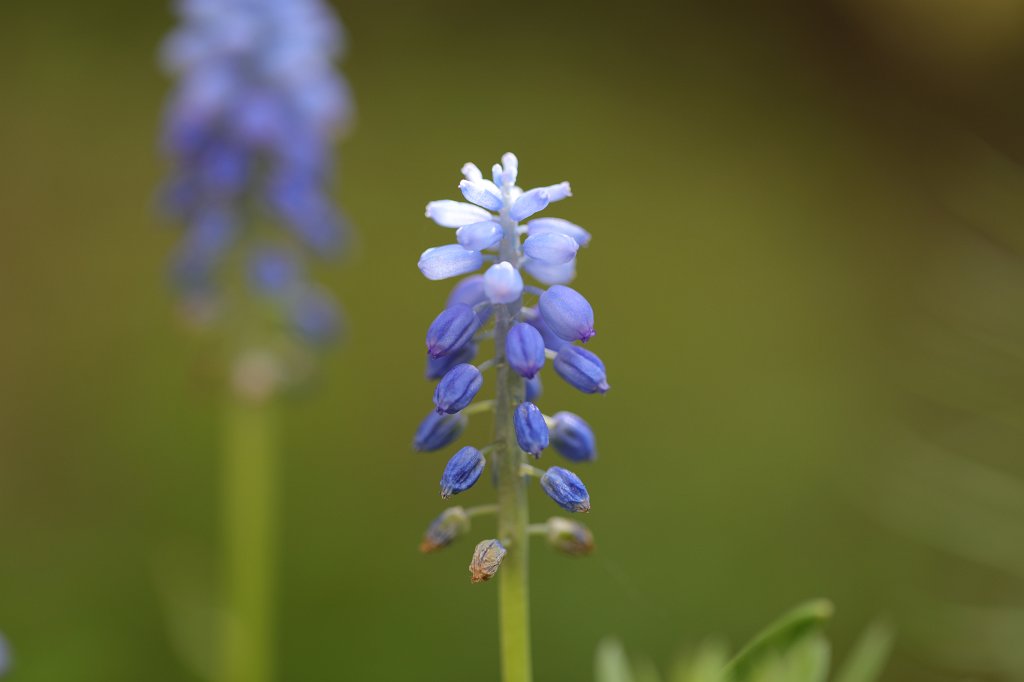 574A5072.JPG -  Grape hyacinth  ( Traubenhyazinthe )