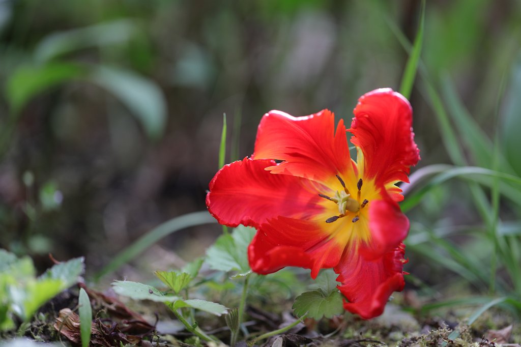 574A5078.JPG -  Tulip  ( Tulpe )